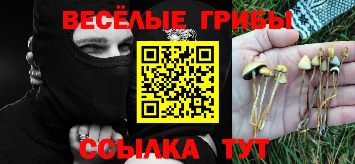 Галлюциногенные грибы Psilocybe  Галлюциногенные грибы прущие грибы  Кимовск  купить   Вход с VPN 